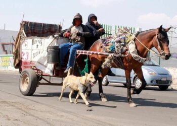 Persisten animales de carga en la capital potosina pese a prohibiciones