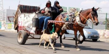 Persisten animales de carga en la capital potosina pese a prohibiciones
