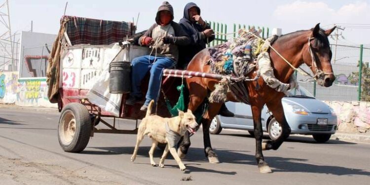 Persisten animales de carga en la capital potosina pese a prohibiciones