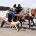 Persisten animales de carga en la capital potosina pese a prohibiciones