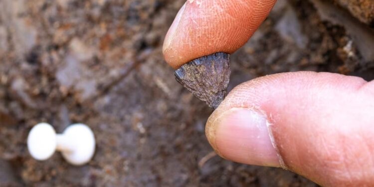 Arqueólogos encuentran pruebas del fuego más antiguo creado por seres humanos