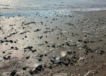 Medusas, cangrejos y peces aparecen muertos en playa de Oaxaca