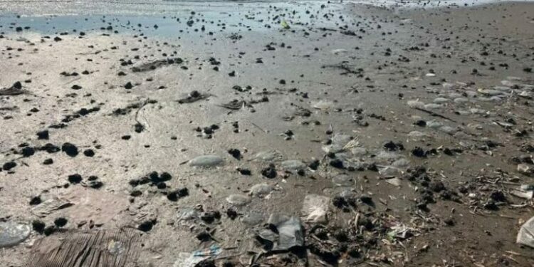 Medusas, cangrejos y peces aparecen muertos en playa de Oaxaca