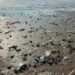 Medusas, cangrejos y peces aparecen muertos en playa de Oaxaca