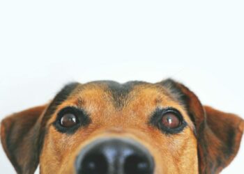 Hallan perros capaces de aprender palabras humanas solo escuchando a sus dueños
