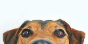 Hallan perros capaces de aprender palabras humanas solo escuchando a sus dueños