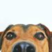 Hallan perros capaces de aprender palabras humanas solo escuchando a sus dueños