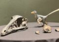 Descubren en Coahuila nuevo dinosaurio carnívoro del Cretácico Tardío