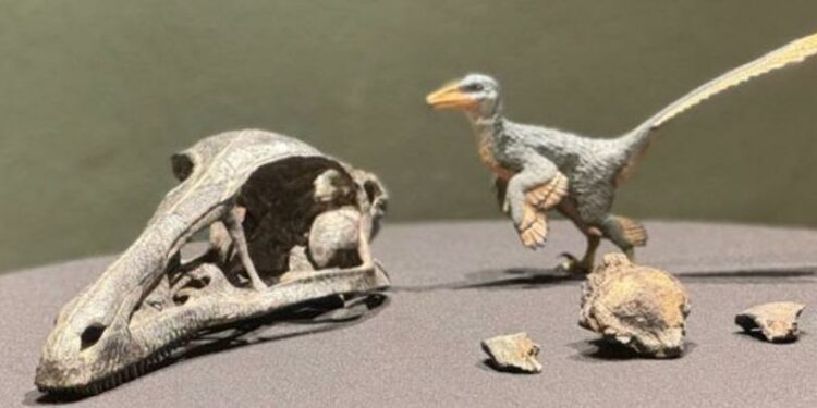 Descubren en Coahuila nuevo dinosaurio carnívoro del Cretácico Tardío