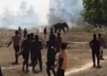 Este es el ‘elefante asesino’ de 22 personas en India; sigue prófugo… y lo andan cazando