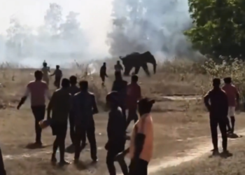 Este es el ‘elefante asesino’ de 22 personas en India; sigue prófugo… y lo andan cazando