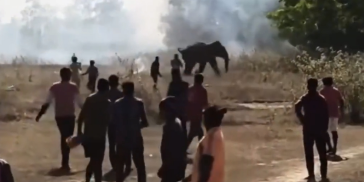 Este es el ‘elefante asesino’ de 22 personas en India; sigue prófugo… y lo andan cazando