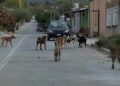Presencia de jauría de perros genera preocupación en Cárdenas