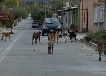 Presencia de jauría de perros genera preocupación en Cárdenas