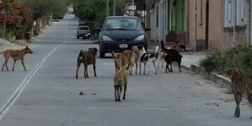 Presencia de jauría de perros genera preocupación en Cárdenas