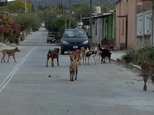 Presencia de jauría de perros genera preocupación en Cárdenas