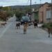 Presencia de jauría de perros genera preocupación en Cárdenas