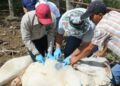 Activan cerco sanitario en SLP tras detectar casos de gusano barrenador en la Huasteca