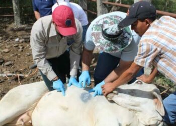Activan cerco sanitario en SLP tras detectar casos de gusano barrenador en la Huasteca