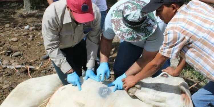 Activan cerco sanitario en SLP tras detectar casos de gusano barrenador en la Huasteca