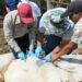 Activan cerco sanitario en SLP tras detectar casos de gusano barrenador en la Huasteca
