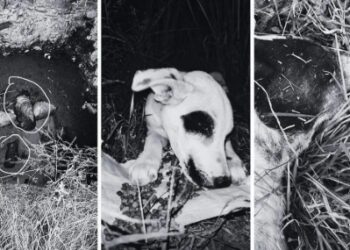 Denuncian envenenamiento masivo de perros en San Marcos Carmona, Mexquitic