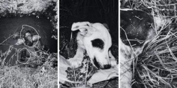Denuncian envenenamiento masivo de perros en San Marcos Carmona, Mexquitic