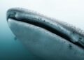 Una investigación con drones revela cómo el turismo impacta al tiburón ballena