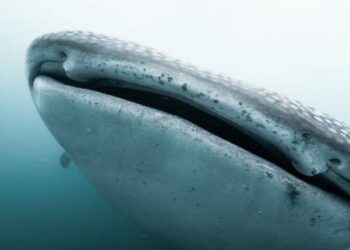 Una investigación con drones revela cómo el turismo impacta al tiburón ballena
