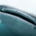 Una investigación con drones revela cómo el turismo impacta al tiburón ballena