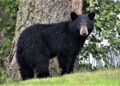 Captan a oso negro en vías del ferrocarril, presuntamente en San Luis Potosí