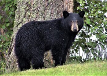 Captan a oso negro en vías del ferrocarril, presuntamente en San Luis Potosí