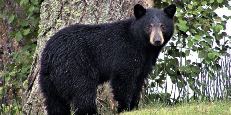 Captan a oso negro en vías del ferrocarril, presuntamente en San Luis Potosí