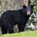 Captan a oso negro en vías del ferrocarril, presuntamente en San Luis Potosí