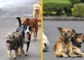 Regalos de temporada derivan en más animales abandonados en la capital potosina