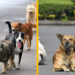 Regalos de temporada derivan en más animales abandonados en la capital potosina