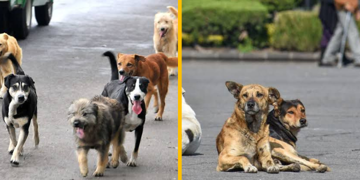 Regalos de temporada derivan en más animales abandonados en la capital potosina