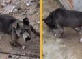Denuncian abandono de dos perros en vivienda cerrada en la colonia La Virgen