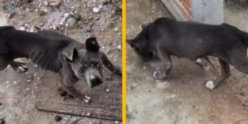 Denuncian abandono de dos perros en vivienda cerrada en la colonia La Virgen