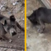 Denuncian abandono de dos perros en vivienda cerrada en la colonia La Virgen