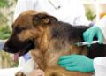 Aplicarán 5 mil vacunas antirrábicas gratuitas a perros y gatos en San Luis Potosí