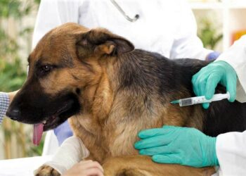 Aplicarán 5 mil vacunas antirrábicas gratuitas a perros y gatos en San Luis Potosí