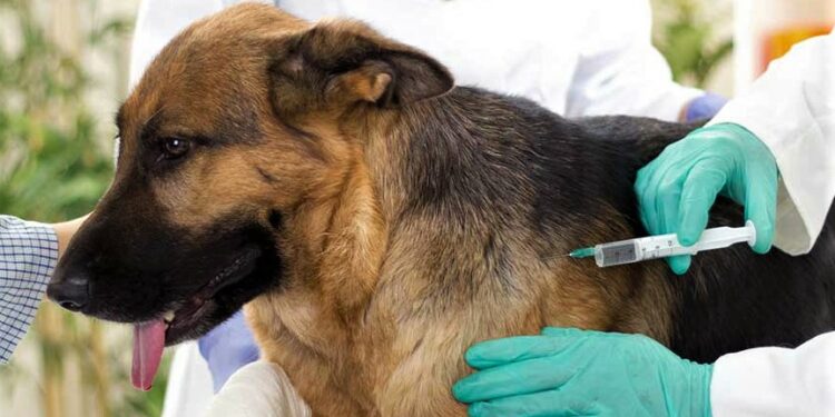 Aplicarán 5 mil vacunas antirrábicas gratuitas a perros y gatos en San Luis Potosí