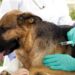 Aplicarán 5 mil vacunas antirrábicas gratuitas a perros y gatos en San Luis Potosí