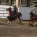 La Asociación de Rodeo convoca a las eliminatorias de Olimpiada