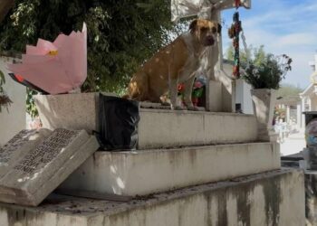 Perrito permanece junto a una tumba en el panteón municipal de Ciudad Fernández