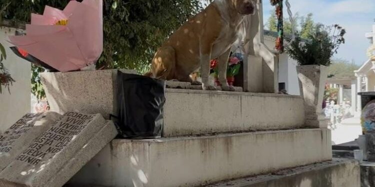 Perrito permanece junto a una tumba en el panteón municipal de Ciudad Fernández