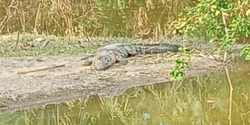 Cocodrilos activan alerta preventiva en ejido La Pila, Ciudad Valles