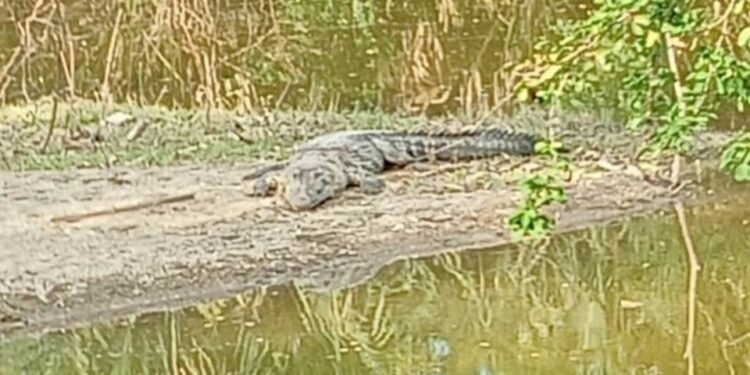 Cocodrilos activan alerta preventiva en ejido La Pila, Ciudad Valles