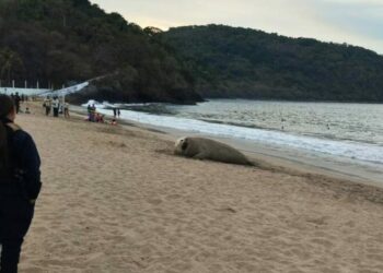 Elefante marino ‘vacaciona’ en playas de Nayarit; lo llaman ‘Panchito’